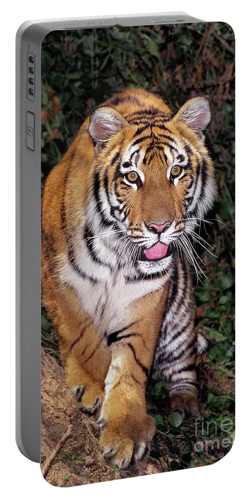 Bengal Tiger Portable Battery Charger featuring the photograph Bengal Tiger by Tree Endangered Species Wildlife Rescue by Dave Welling