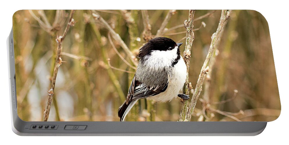 Black Capped Chickadee Portable Battery Charger featuring the photograph Black Capped Chickadee Print by Gwen Gibson