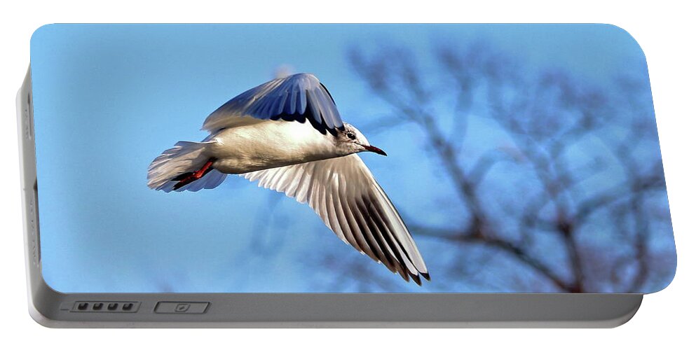 Black Headed Gull Portable Battery Charger featuring the photograph Black Headed Gull Flying by Jeff Townsend