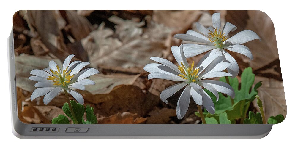 Nature Portable Battery Charger featuring the photograph Bloodroot DFL0939 by Gerry Gantt