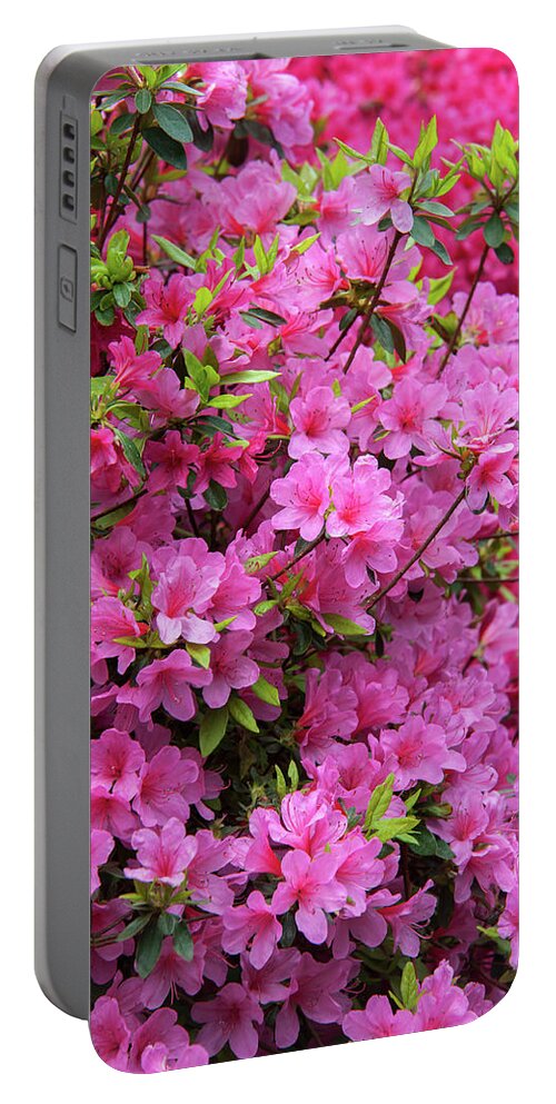 Jenny Rainbow Fine Art Photography Portable Battery Charger featuring the photograph Bloom of Rhododendron Kirin by Jenny Rainbow