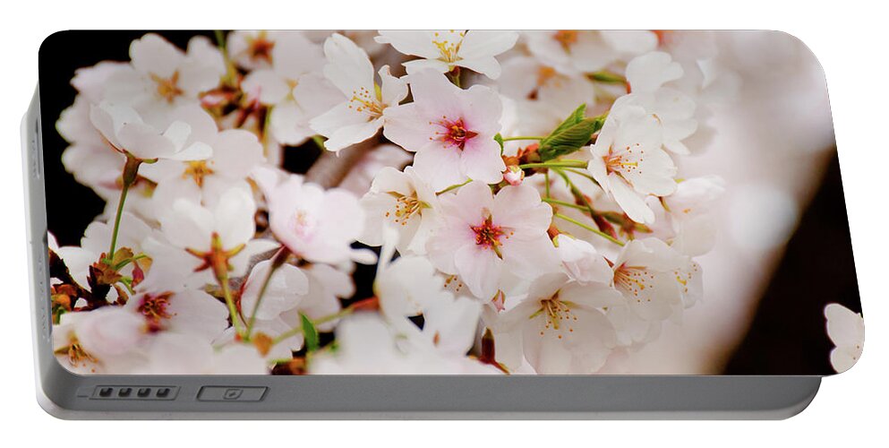 Cherry Blossoms Portable Battery Charger featuring the photograph Blossoming for '19 by Greg Fortier