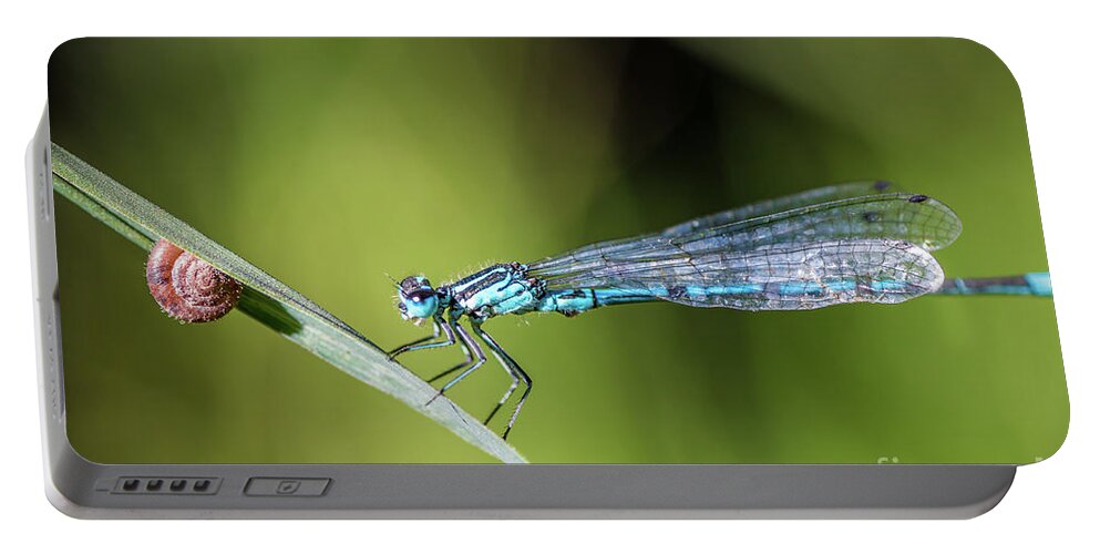 Dragonfly Portable Battery Charger featuring the photograph Blue Dragonfly insect perched on herb with small snail by Gregory DUBUS