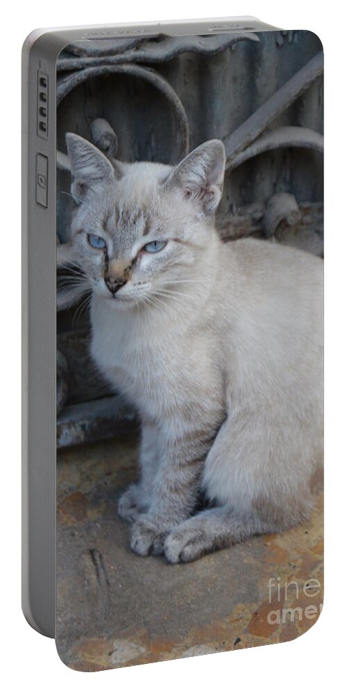 Cat Portable Battery Charger featuring the photograph Blue Eyed by Thomas Schroeder