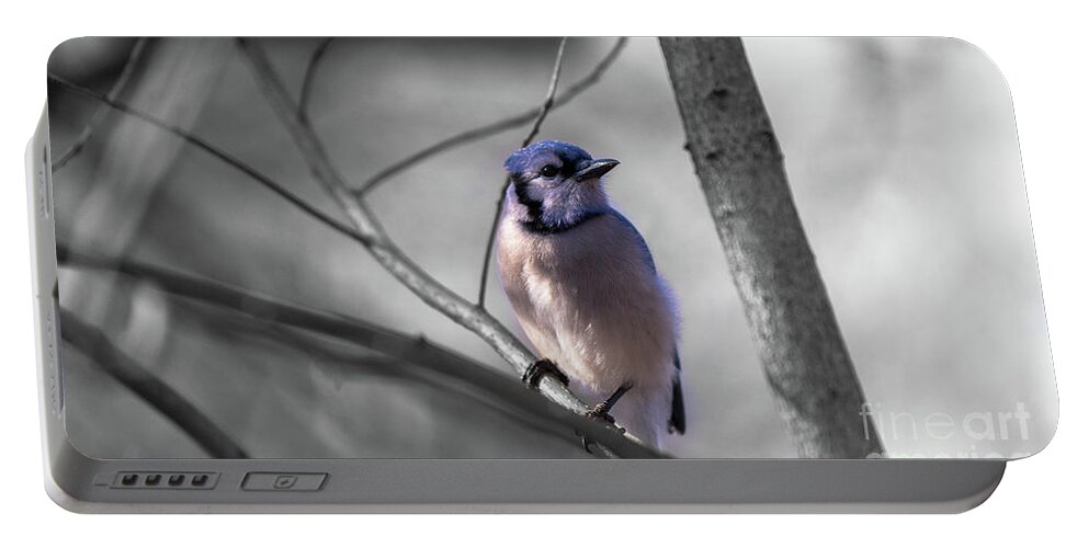 Portable Battery Charger featuring the photograph Blue Jay by Dheeraj Mutha