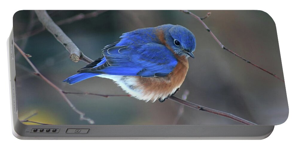 Bluebird Portable Battery Charger featuring the photograph Bluebird in Winter by Karen Adams