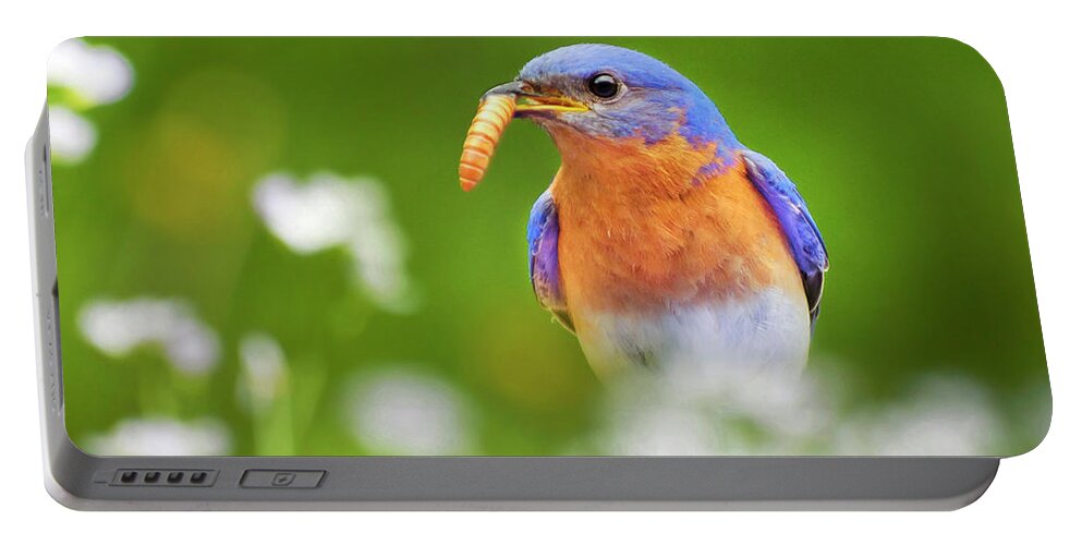 Bluebird Portable Battery Charger featuring the photograph Bluebird with Worm Square by Christina Rollo