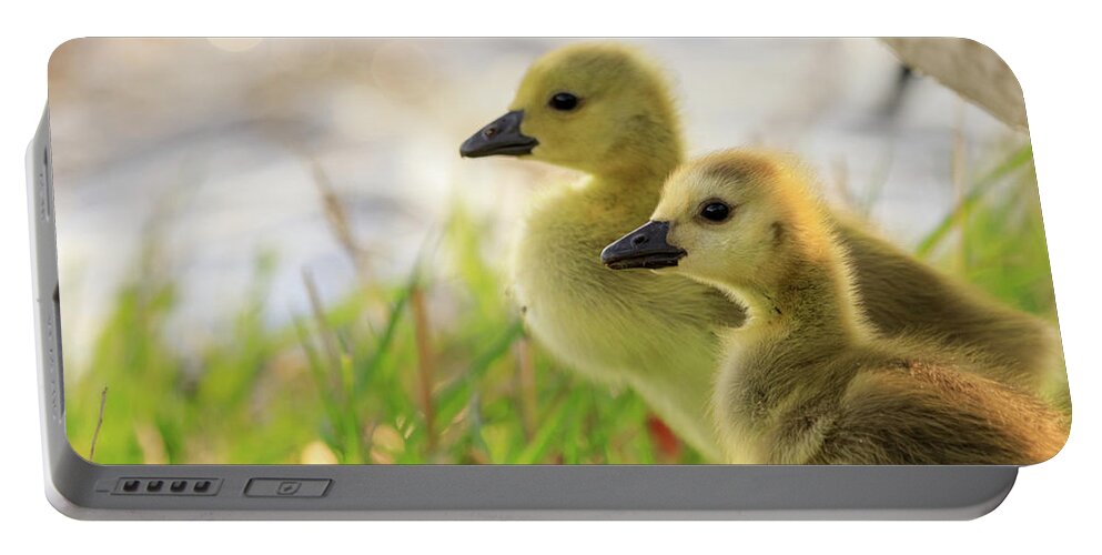 Goslings Portable Battery Charger featuring the photograph Boston Goslings by Rob Davies