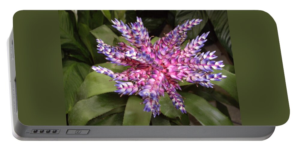 Bromeliad Portable Battery Charger featuring the photograph Bromeliad pink, purple, blue flower by Nancy Ayanna Wyatt