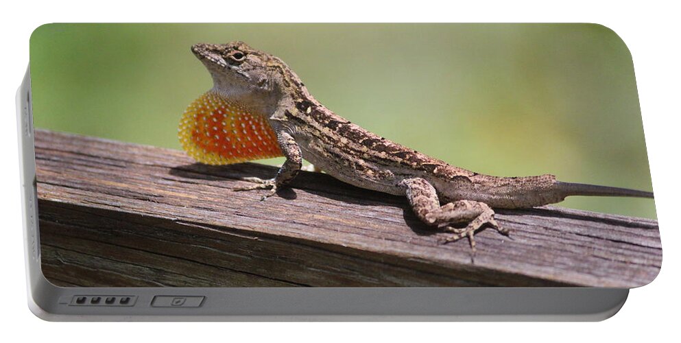 Lizard Portable Battery Charger featuring the photograph Brown Anole by Callen Harty