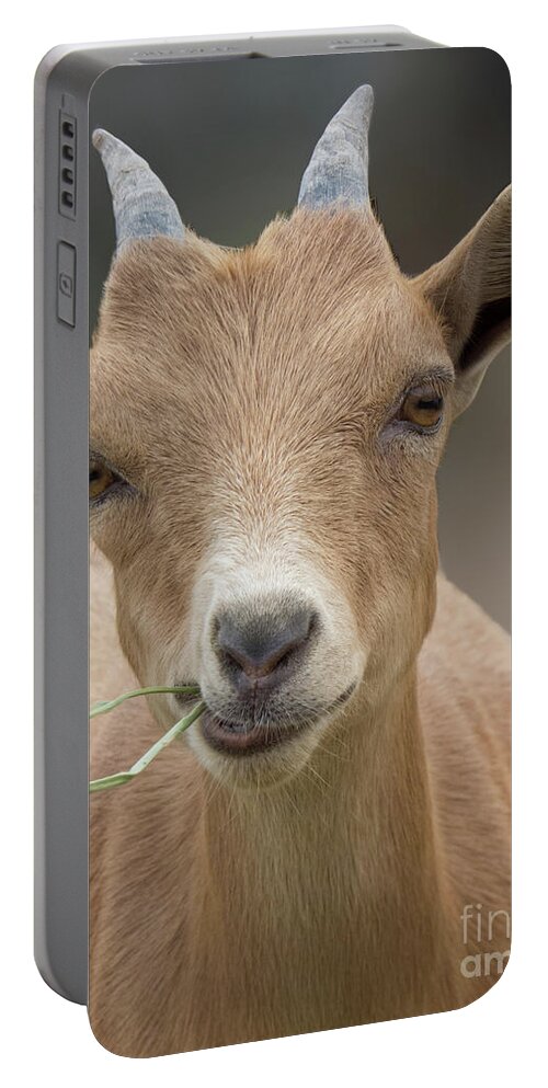 Goat Portable Battery Charger featuring the photograph Brown baby Goat by Christy Garavetto