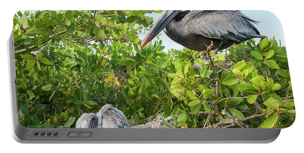 Animal Portable Battery Charger featuring the photograph Brown Pelican And Chicks A Nest by Tui De Roy