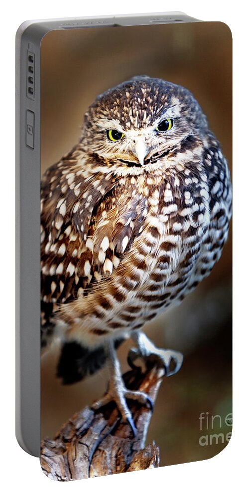 Burrowing Owl Portable Battery Charger featuring the photograph Owl,Bird,Burrowing Owl,Burrowing,Nature,Wildlife,Birds,Owls, by David Millenheft