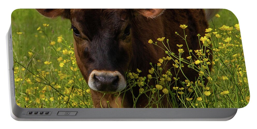 Cow Portable Battery Charger featuring the photograph Buttercup Closeup by Tim Kirchoff