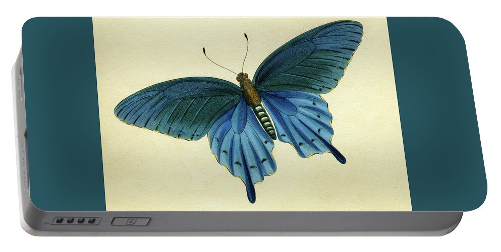 Entomology Portable Battery Charger featuring the mixed media Butterflies detail - Papilio philenor by Unknown