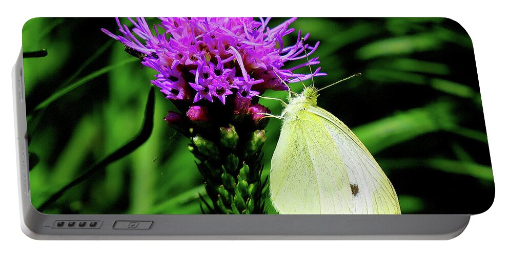 Cabbage White Butterfly Portable Battery Charger featuring the photograph Cabbage White and Purple by Linda Stern