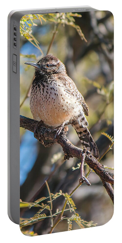 Bird Portable Battery Charger featuring the photograph Cactus Wren in a Mesquite Tree by Teresa Wilson