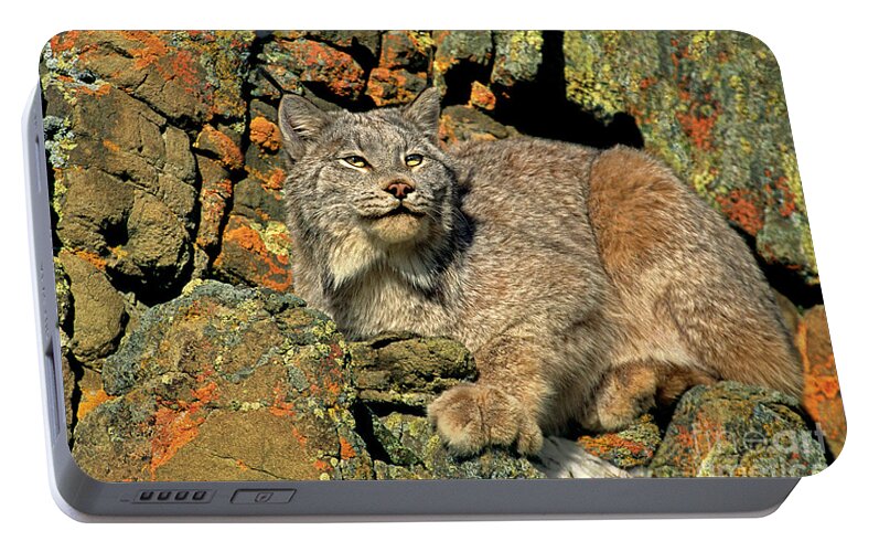 Canadian Lynx Portable Battery Charger featuring the photograph Canadian Lynx on Lichen-covered Cliff Endangered Species by Dave Welling