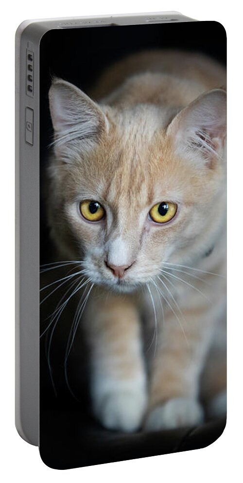 Cat Portable Battery Charger featuring the photograph Champagne Tabby Cat on Black by Michelle Wrighton