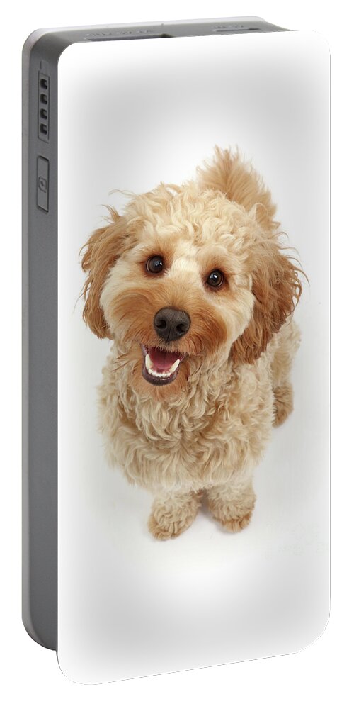 Cockapoo Portable Battery Charger featuring the photograph Cheerful Cavapoo by Warren Photographic