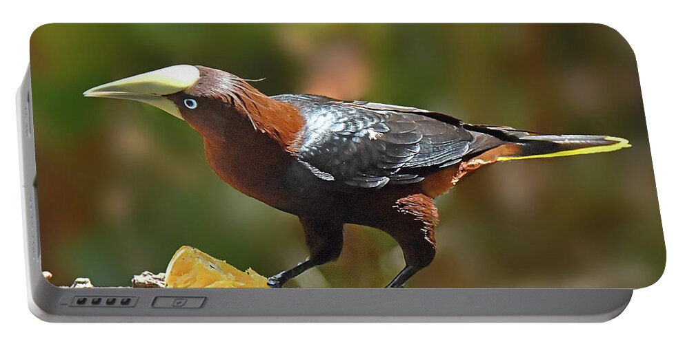 Birds Portable Battery Charger featuring the photograph Chestnut-headed Oropendola by Alan Lenk