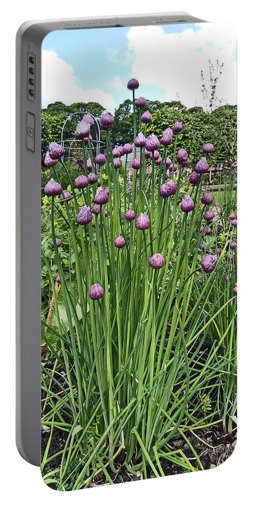 Chorley Portable Battery Charger featuring the photograph CHORLEY. Astley Hall. Walled Garden Chive Flowers. by Lachlan Main