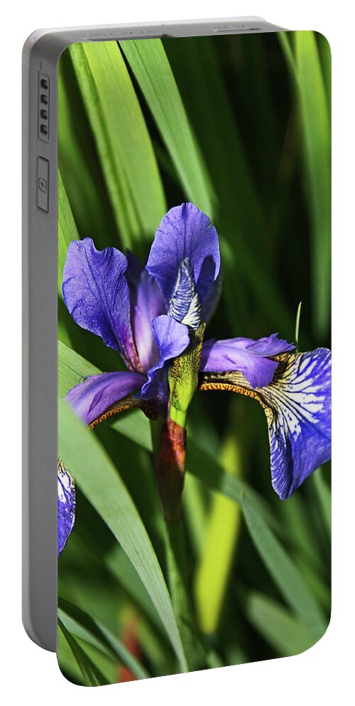 Chorley Portable Battery Charger featuring the photograph CHORLEY. Picnic In The Park. Walled Garden Iris. by Lachlan Main