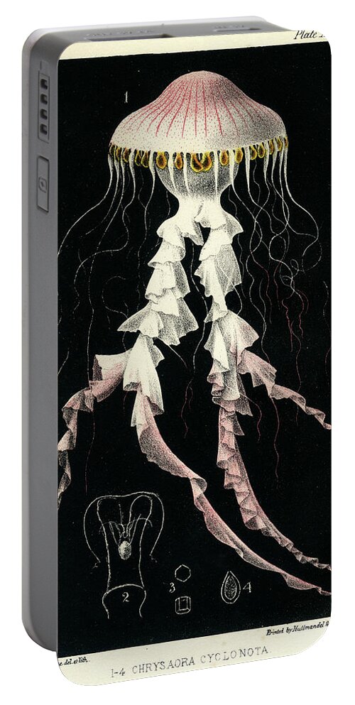 Sealife Portable Battery Charger featuring the mixed media Chrysaora Cyclonota by Philip Henry Gosse