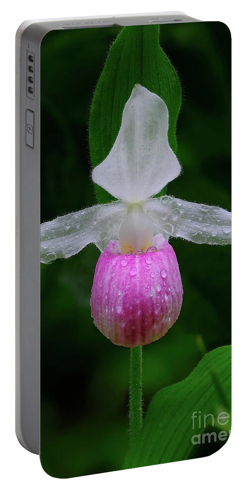 Blossom Portable Battery Charger featuring the photograph Classic Lady Slipper by Bill Frische