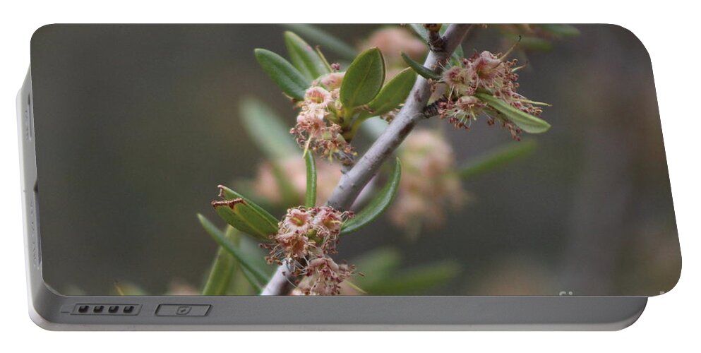 Mountain Laurel Portable Battery Charger featuring the photograph Closeup Mountain Laurel in Utah by Colleen Cornelius