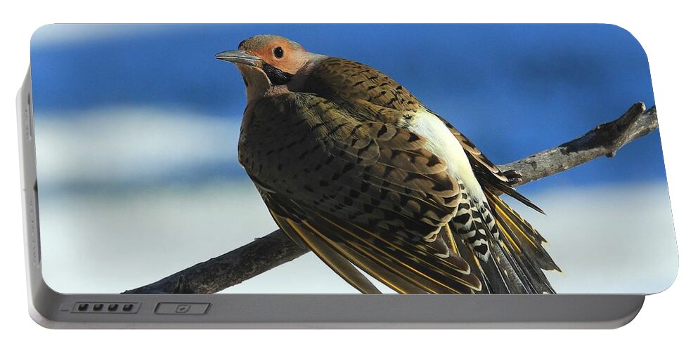 Northern Yellow-shafted Flicker Portable Battery Charger featuring the photograph Cold Day Warm Sun by Gail Huddle