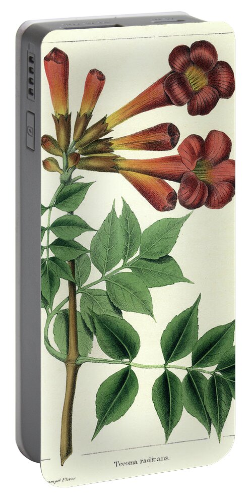 Common Trumpet Flower Portable Battery Charger featuring the drawing Common Trumpet Flower by Unknown