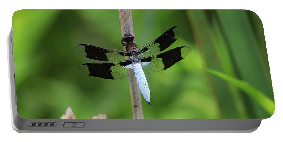 Common Whitetail Or Long-tailed Skimmer Portable Battery Charger featuring the photograph Common whitetail or long-tailed skimmer by Paula Guttilla