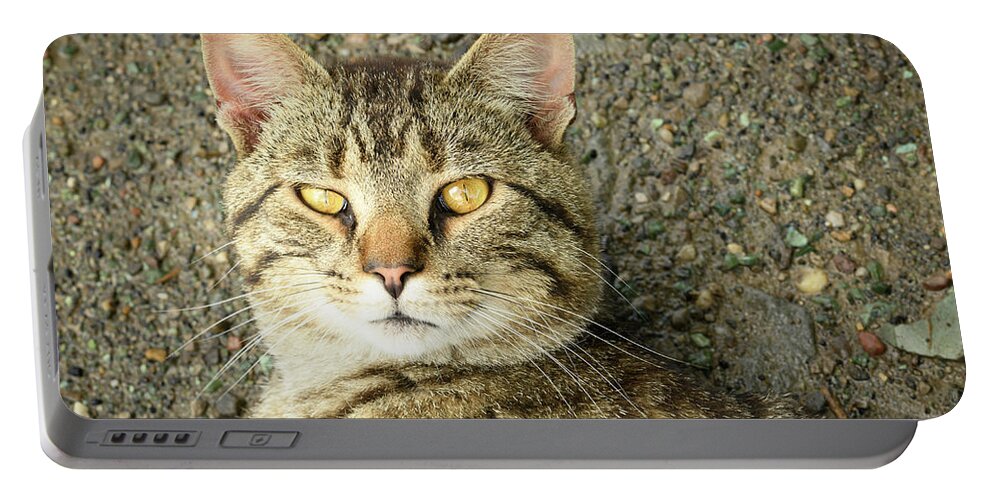 Cat Portable Battery Charger featuring the photograph Cool Farm Cat by Holden The Moment