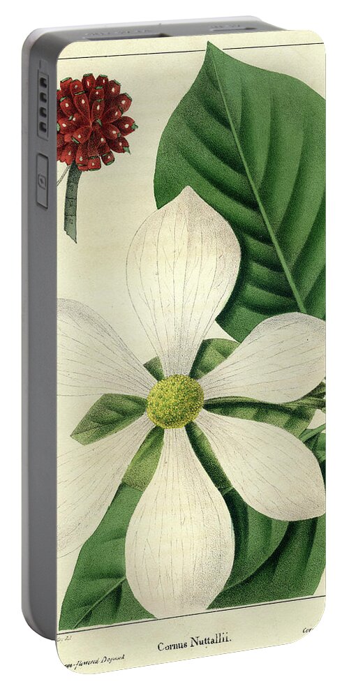 Pacific Dogwood Portable Battery Charger featuring the drawing Cornus Nuttallii by Unknown