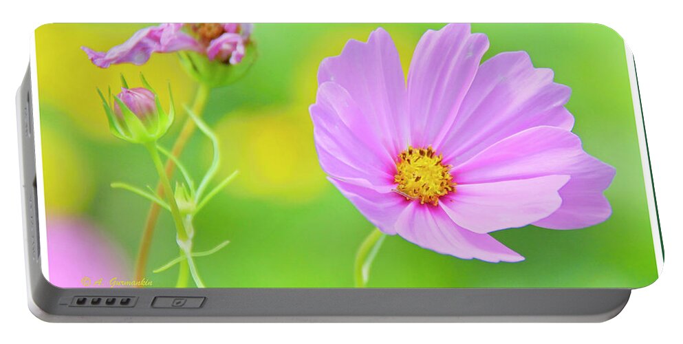 Color Portable Battery Charger featuring the photograph Cosmos Flower in Full Bloom, Bud by A Macarthur Gurmankin