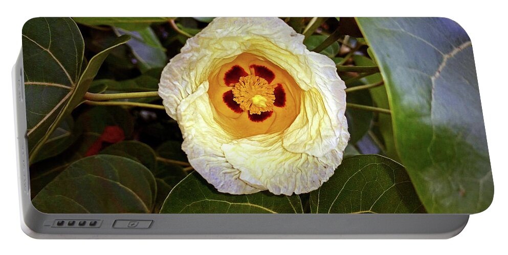 Gossypium Hirsutum Portable Battery Charger featuring the photograph Cottoning by Climate Change VI - Sales