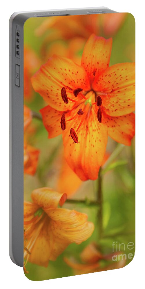 Gardens Portable Battery Charger featuring the photograph Could these be Tiger Babies? by Marilyn Cornwell