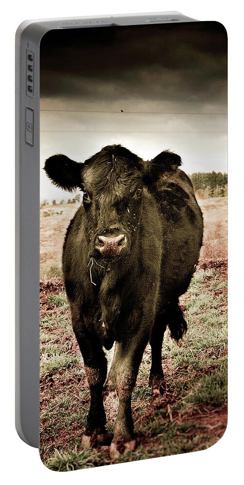 Animals Portable Battery Charger featuring the photograph Cow in the Winter Pasture by Gray Artus