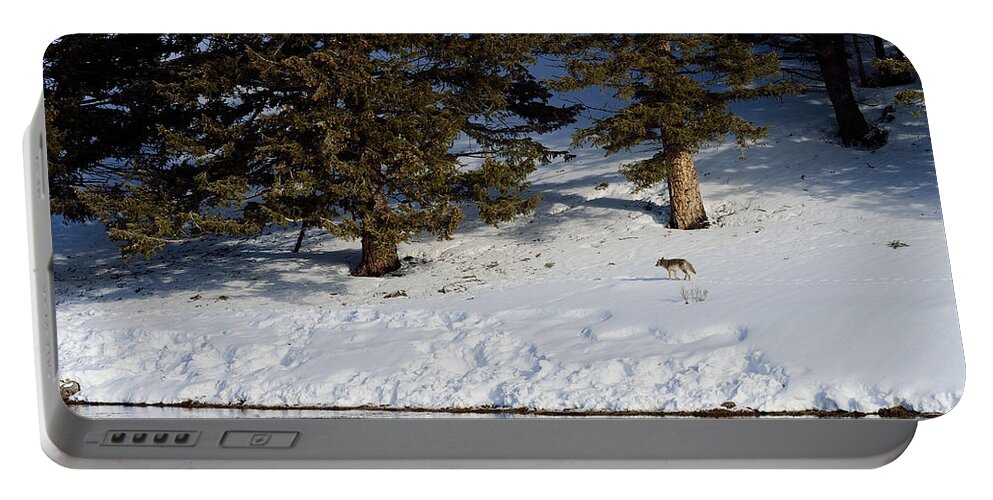 Coyote Portable Battery Charger featuring the photograph Yellowstone Coyote Making Tracks by Kae Cheatham