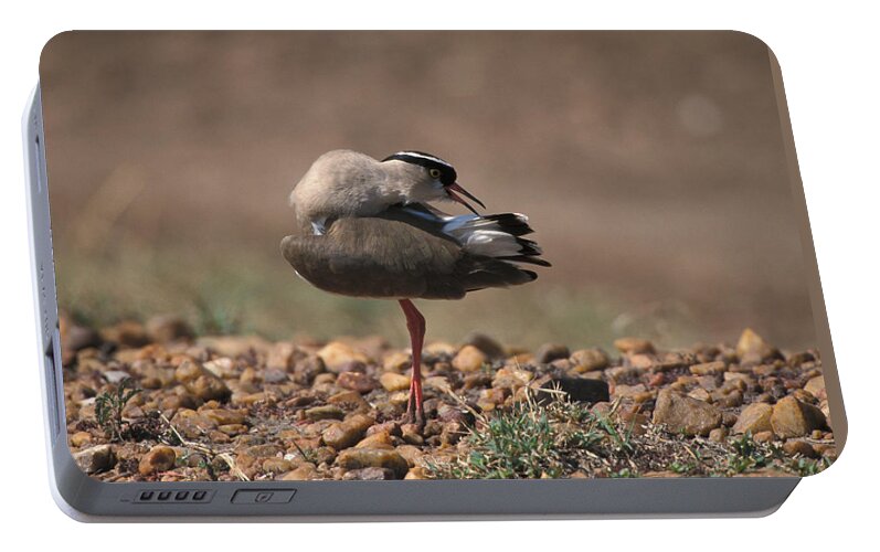 Africa Portable Battery Charger featuring the photograph Crowned Plover Preening by David Hosking