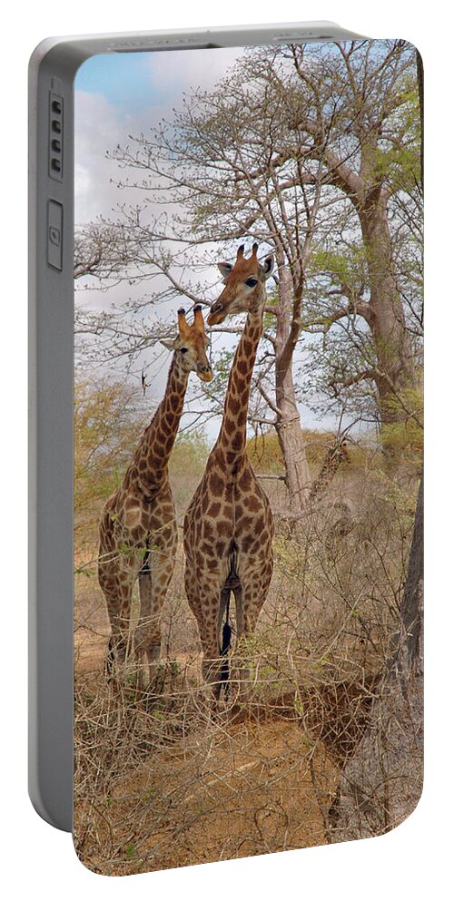 Giraffes Portable Battery Charger featuring the photograph Curious Giraffes by Mark Duehmig