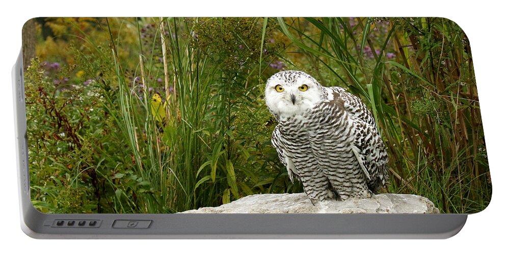 Snowy Owls Portable Battery Charger featuring the photograph Curious Snowy Owl by Heather King