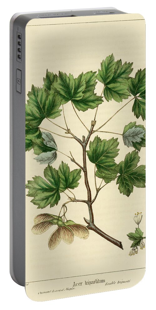 Currant Leaved Maple Portable Battery Charger featuring the drawing Currant Leaved Maple by Unknown