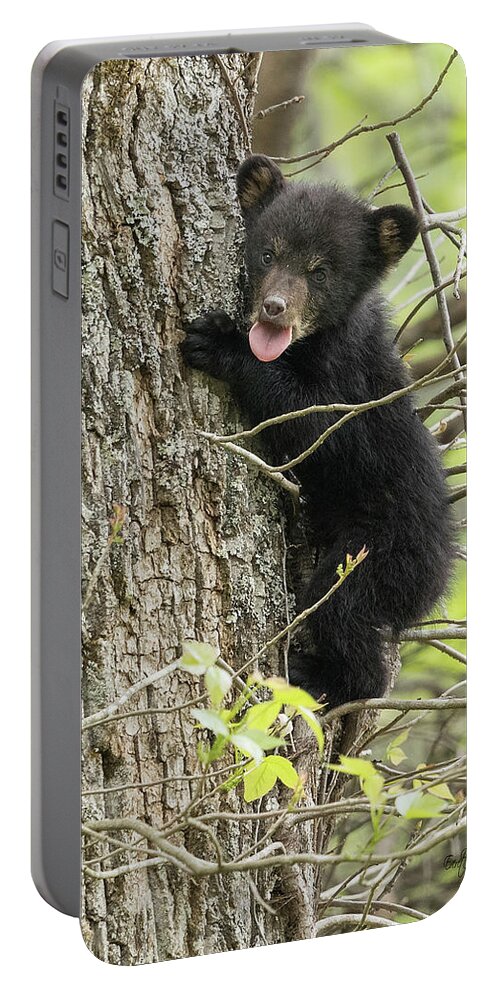 Bear Portable Battery Charger featuring the photograph Cute and Sassy by Everet Regal