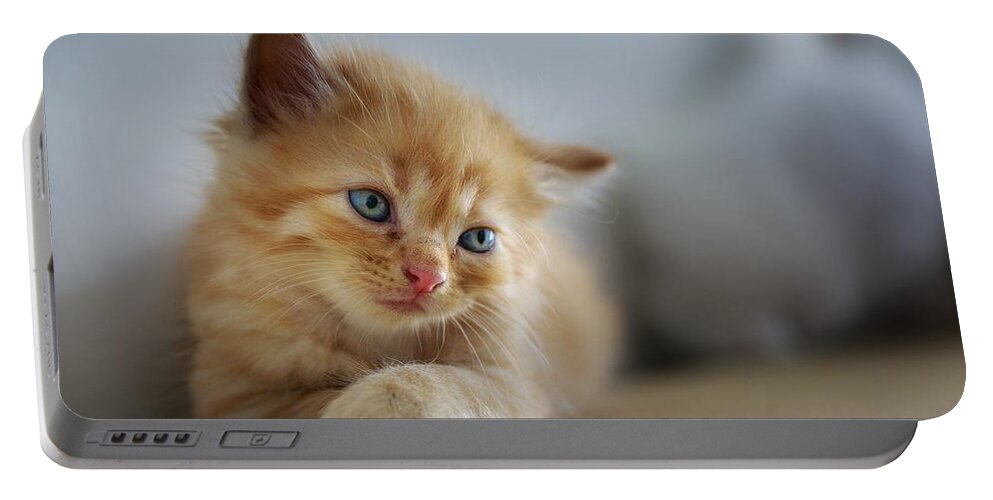 Cat Portable Battery Charger featuring the photograph Cute orange kitty by Top Wallpapers