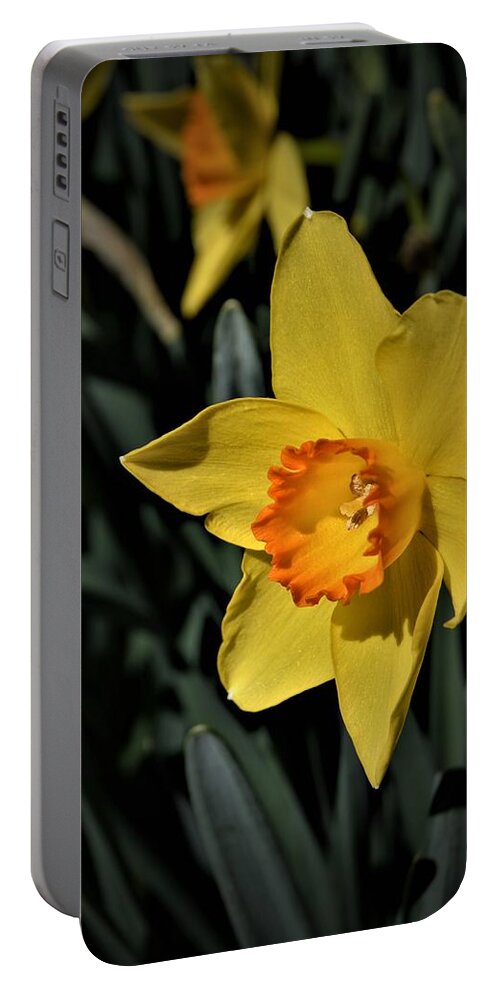 Daffodil Garden Portable Battery Charger featuring the photograph Daffodil Garden by Warren Thompson