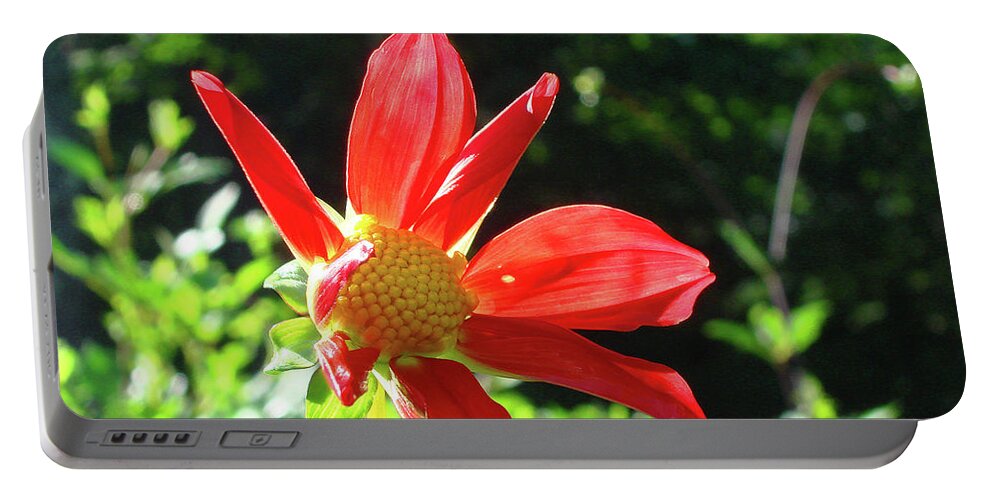 Dahlia Portable Battery Charger featuring the photograph Dahlia 8 by Amy E Fraser