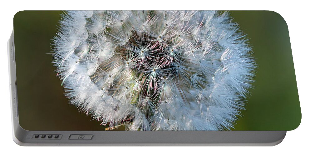 Dandelion Portable Battery Charger featuring the photograph Dandelion clock square by Steev Stamford