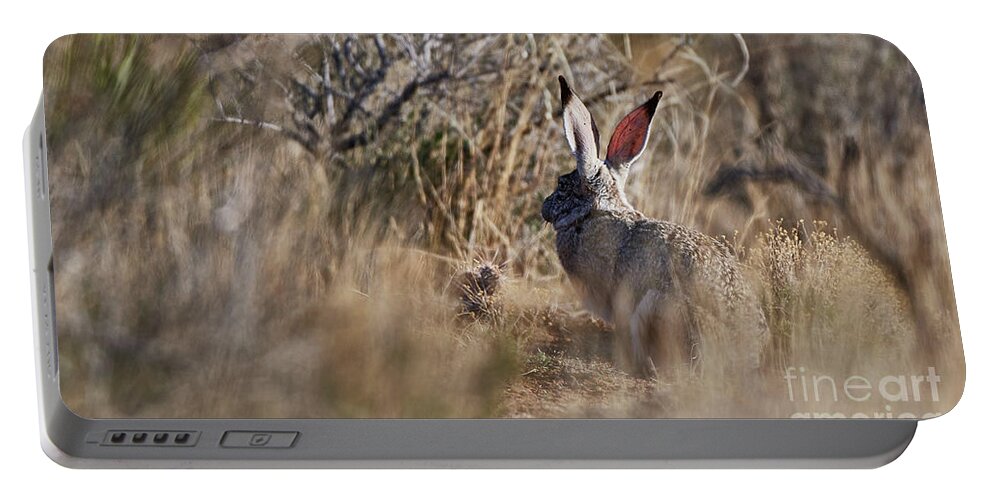 Desert Rabbit Portable Battery Charger featuring the photograph Desert Hare by Robert WK Clark